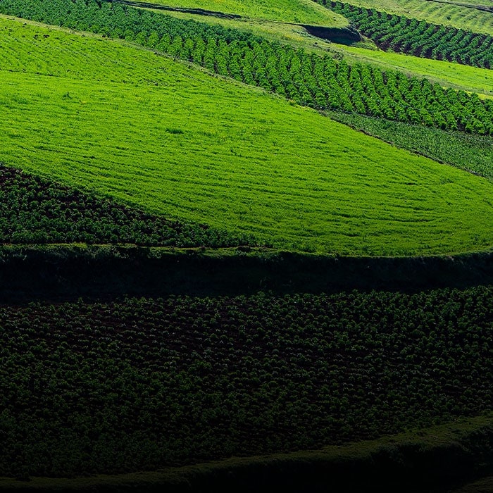 Farm-grown in Peru