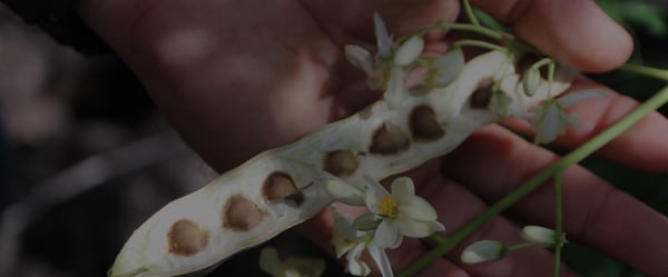 Learn more about moringa oil