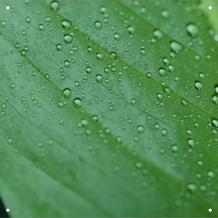 THE REJUVENATING RITUAL