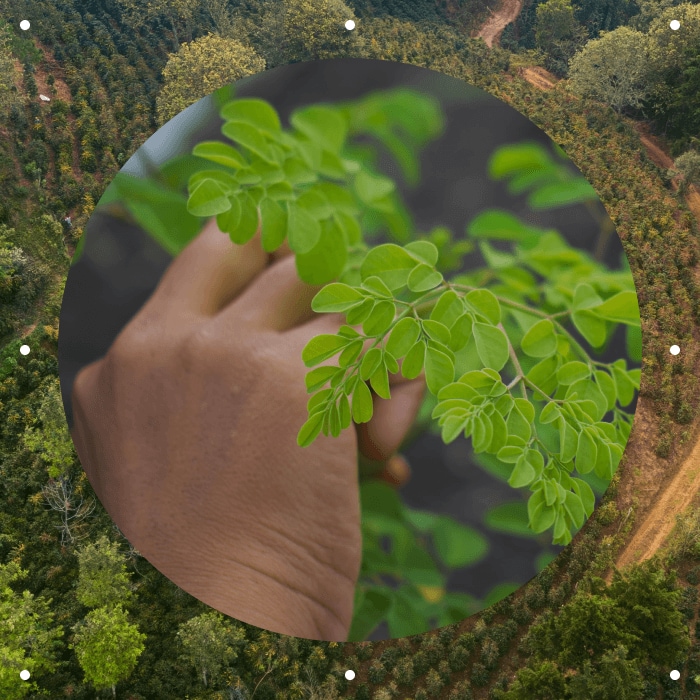 MORINGA OLEIFERA  SEED OIL